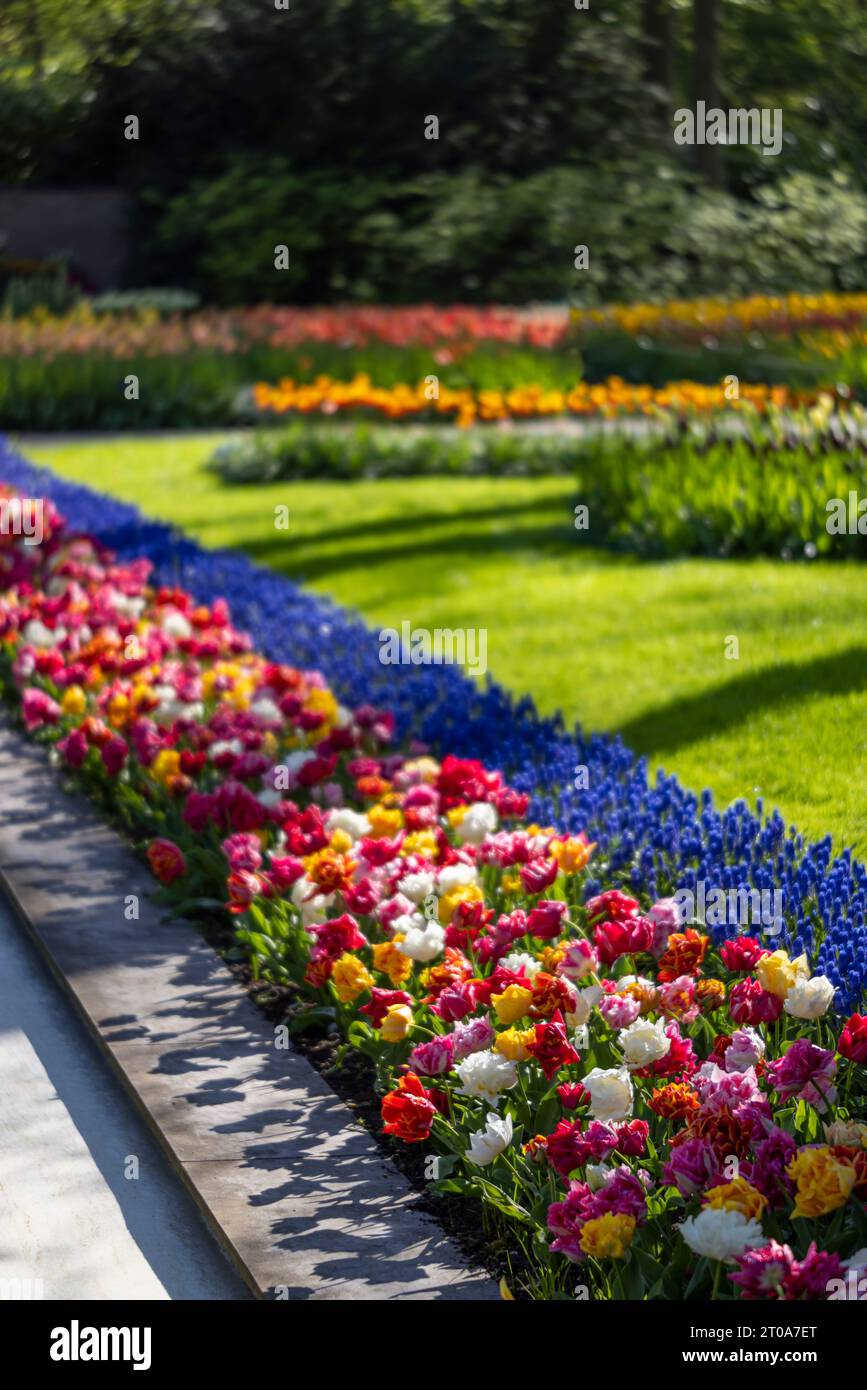 Keukenhof flower garden - largest tulip park in world, Lisse ...