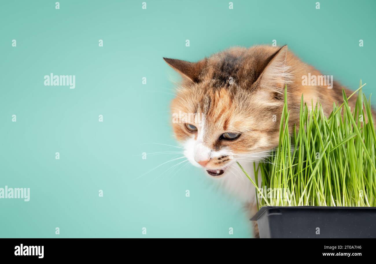 Fluffy cat eating cat grass  with colored background. Cute female  calico or torbie cat nibbling or grazing on the green grass while sitting behind it Stock Photo