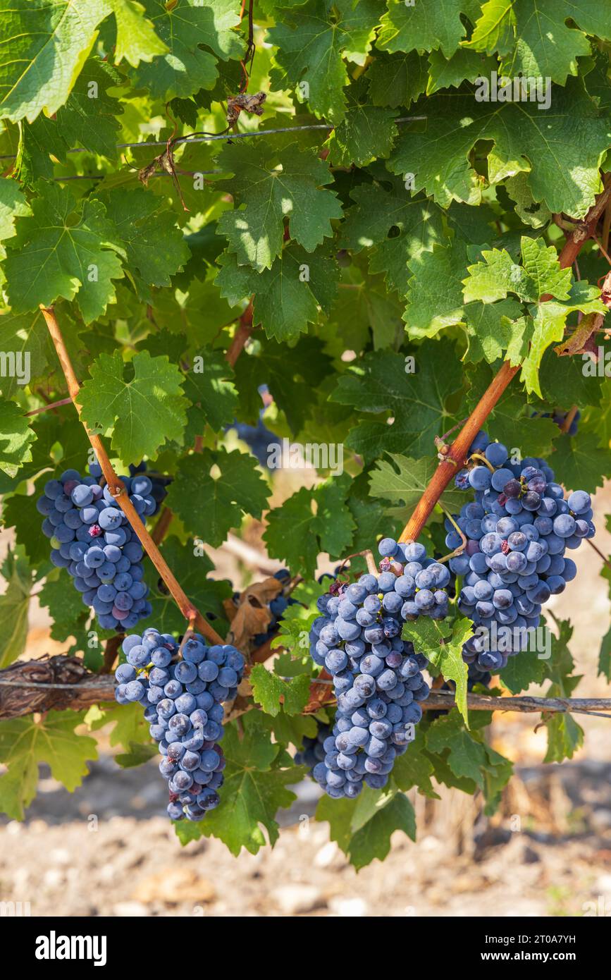 Vineyards with Merlot near Chateau Dauzac, Margaux, Medoc, Bordeaux, Aquitaine, France Stock Photo