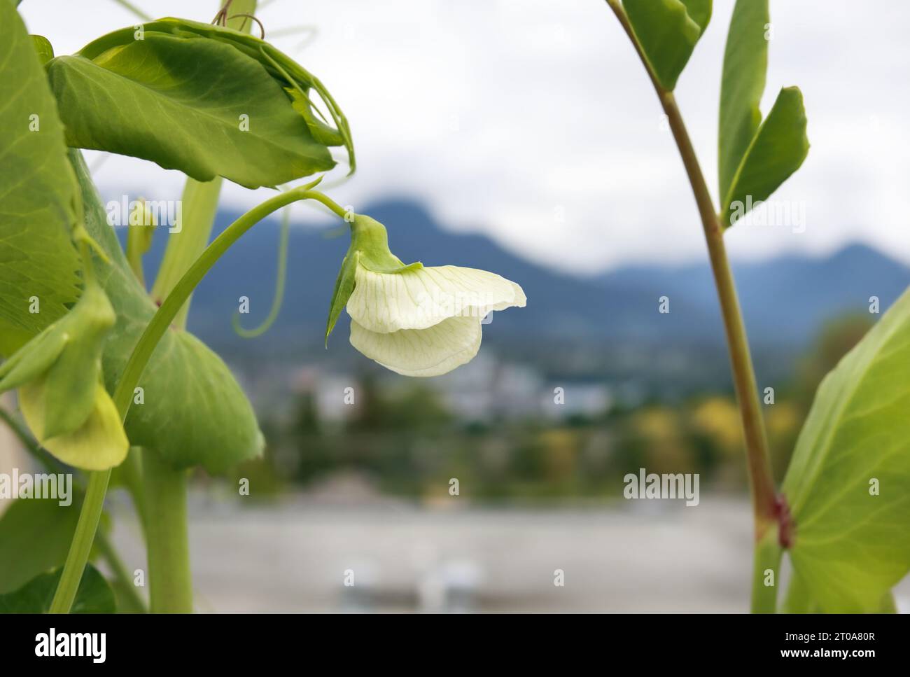 White pea flower on rooftop garden with defocused plants, mountains and city background. White blossom from Snow Pea, Sugar Pea, Snap Pea or Pisum sat Stock Photo