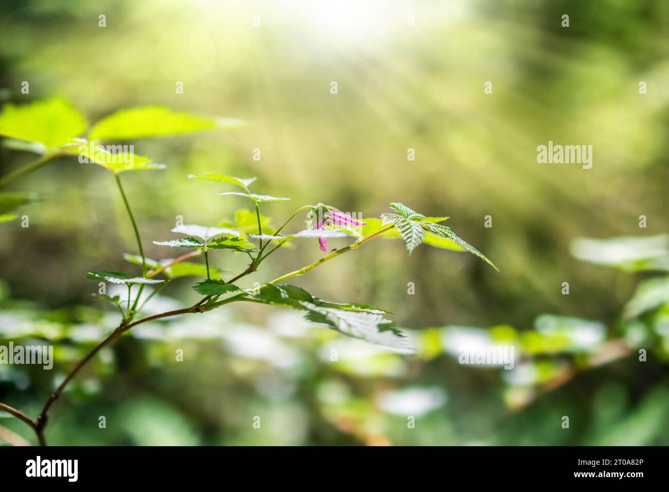 Pink berry flower in the forest with sunrays and defocused foliage and bokeh. Salmonberry in bloom or Rubus spectabilis. Wild berry shrub growing in c Stock Photo