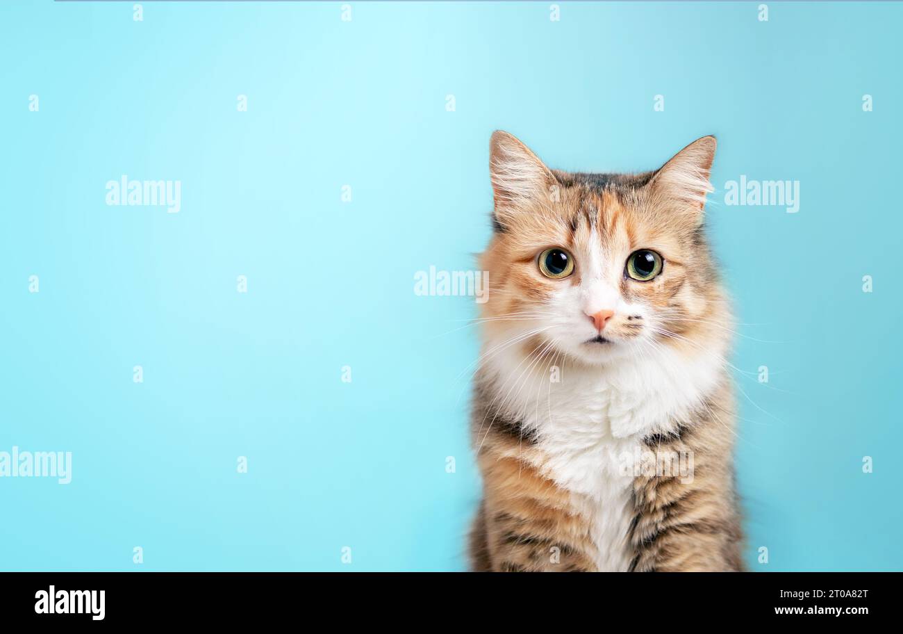 Fluffy kitty looking at camera on blue background, front view. Cute young  long hair calico or torbie cat sitting in front of colored background with Stock Photo