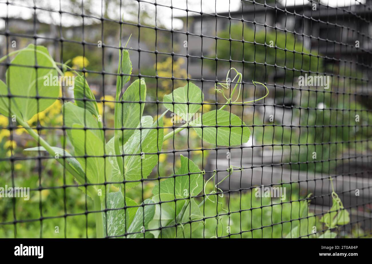 Climbing pea vines grabbing to mesh or trellis. Abstract and defocused
