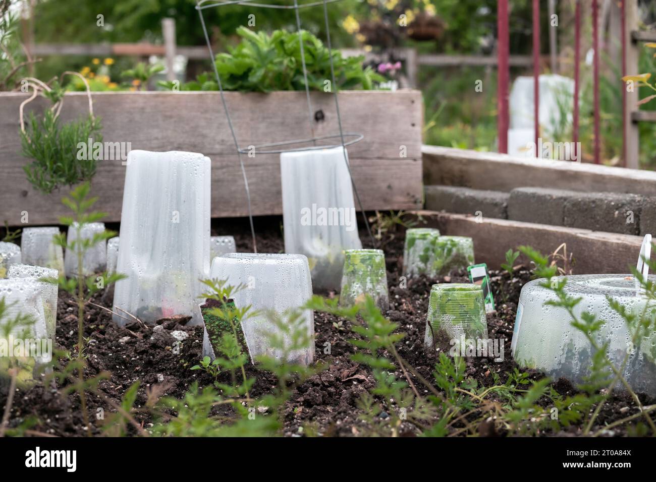Vegetable plants covered with cloche to protect from frost, cold