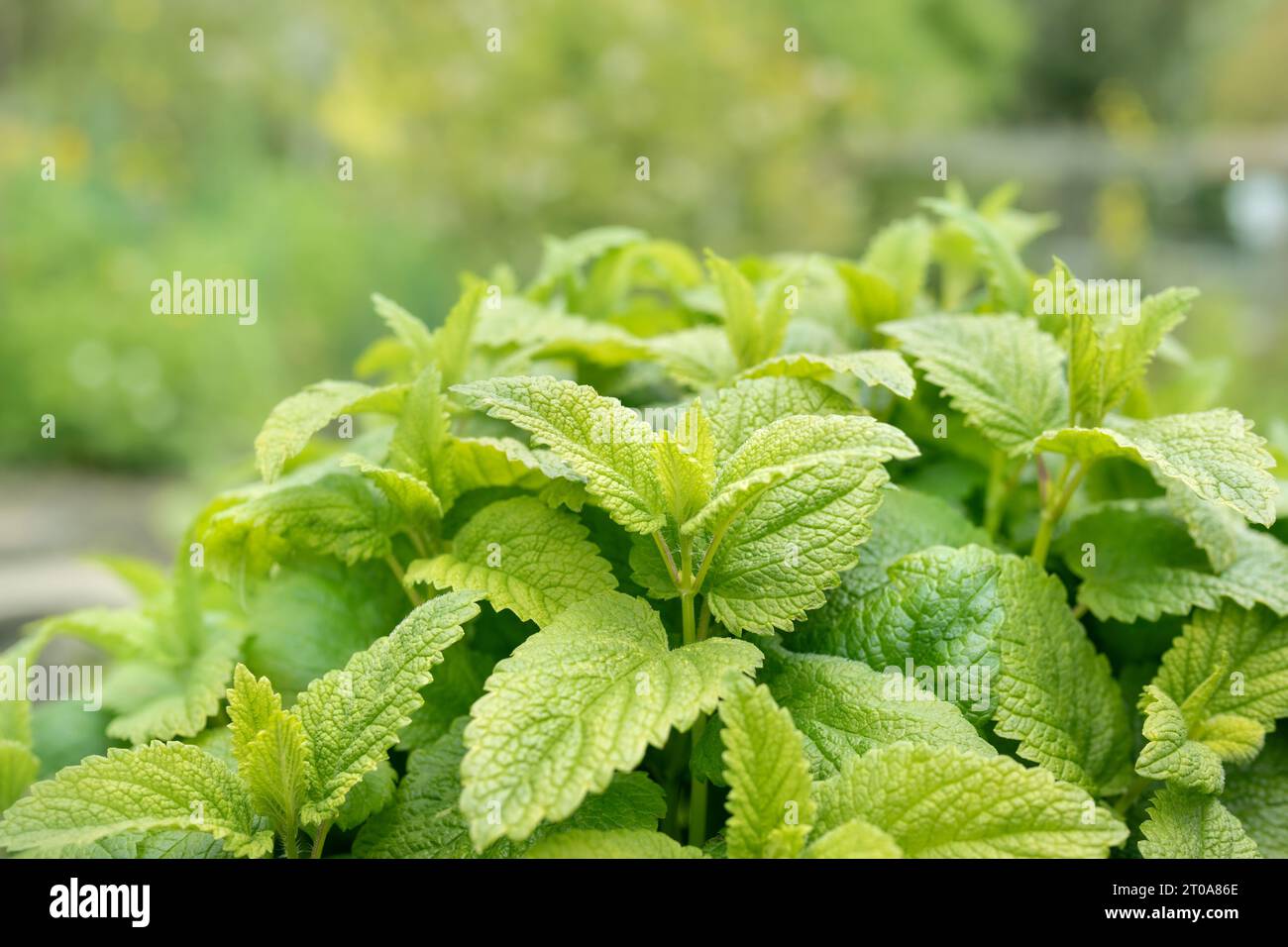 Lemonella lemon balm plant in garden. Lemon-scented herb with lush green leaves in raised garden bed. balm gentle or Melissa officinalis. Stock Photo