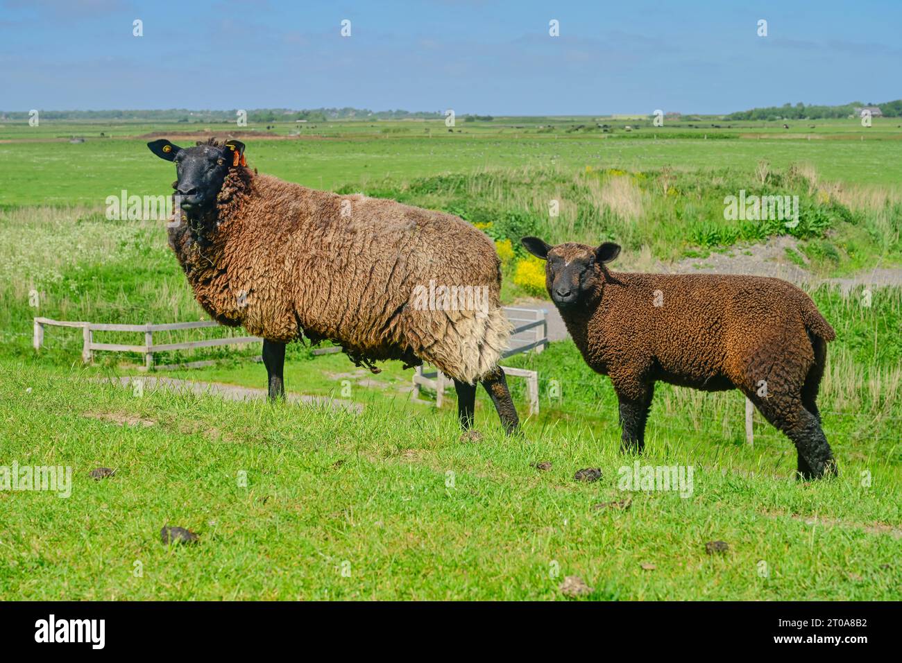 Schwarzes Mutterschaf mit Lamm am Deich nahe Achsum, Sylt, Schleswig-Holstein, Deutschland Stock Photo