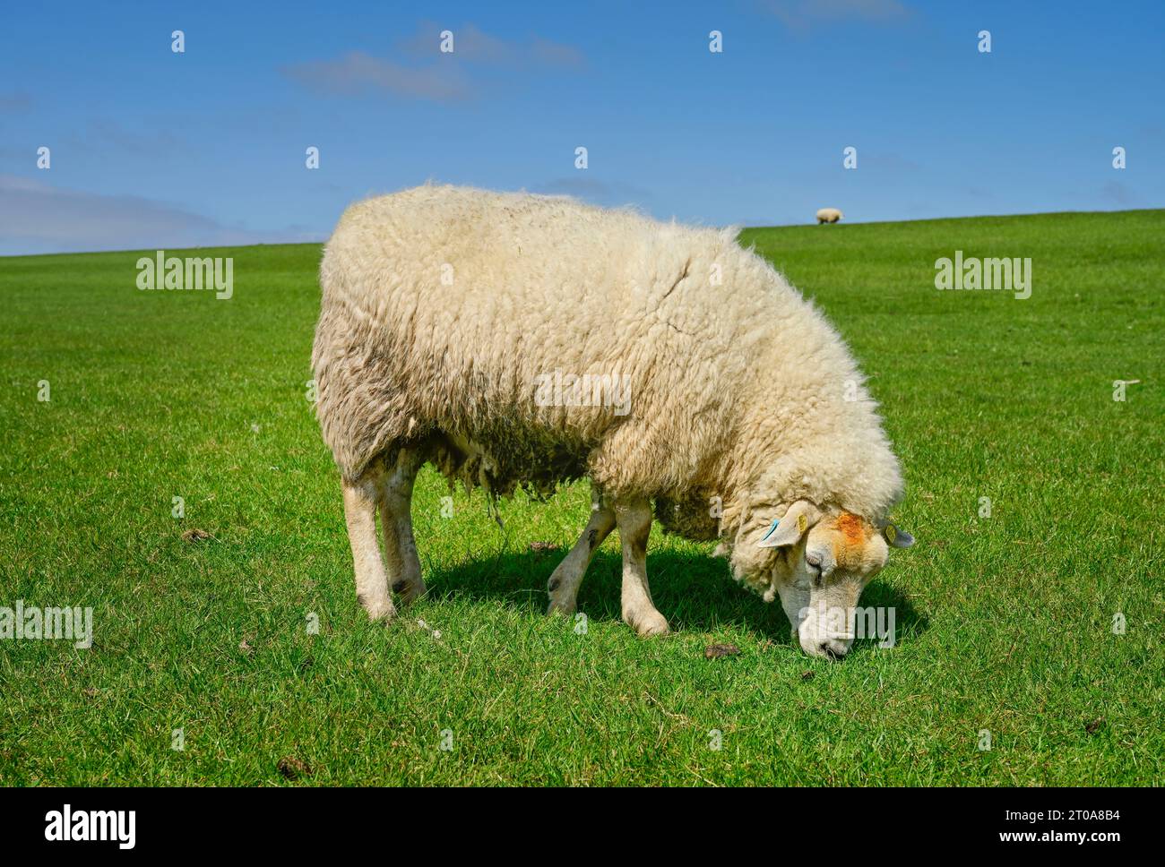 Schaf am Deich nahe Achsum, Sylt, Schleswig-Holstein, Deutschland Stock Photo