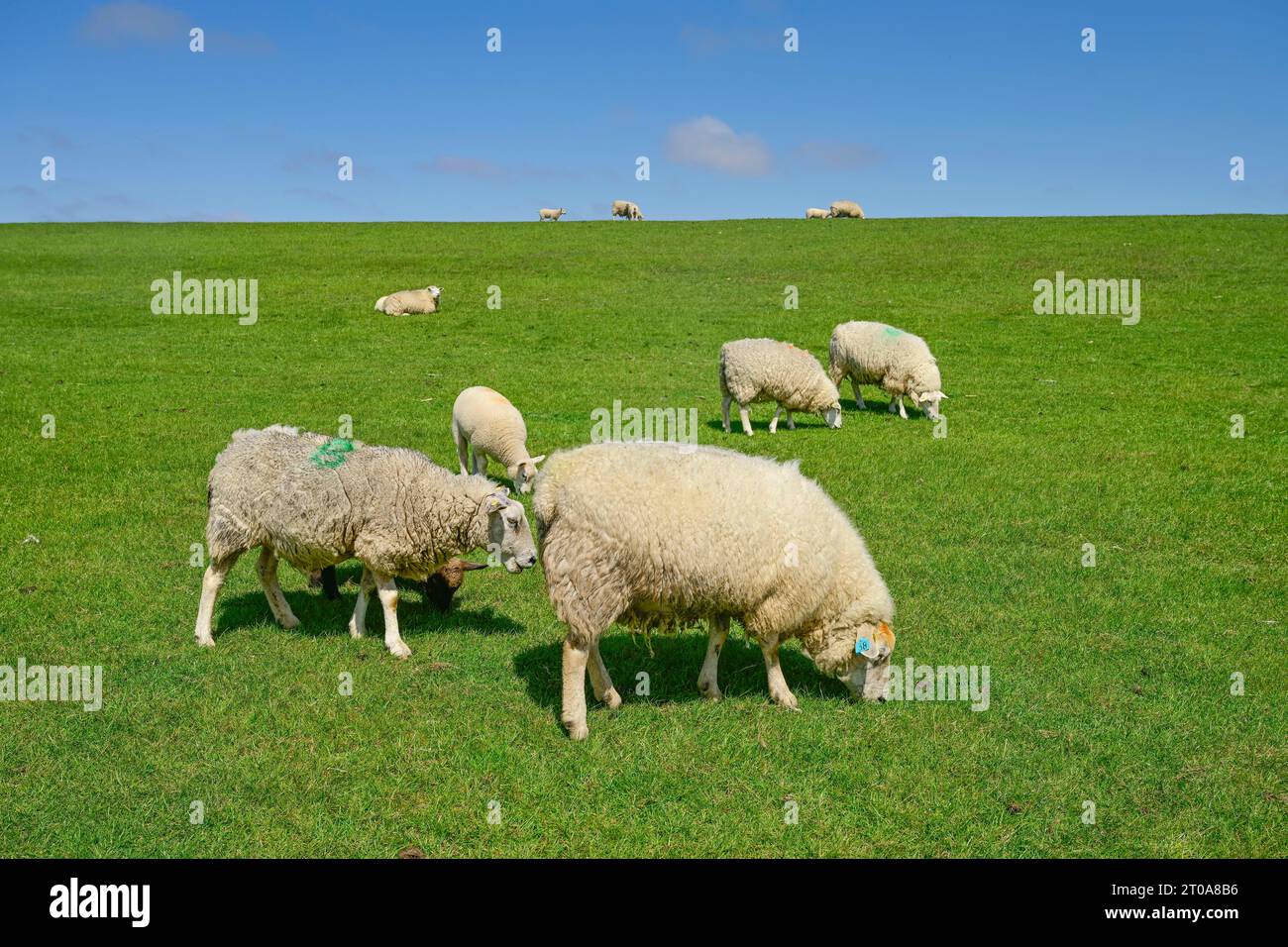 Schafe am Deich nahe Achsum, Sylt, Schleswig-Holstein, Deutschland Stock Photo
