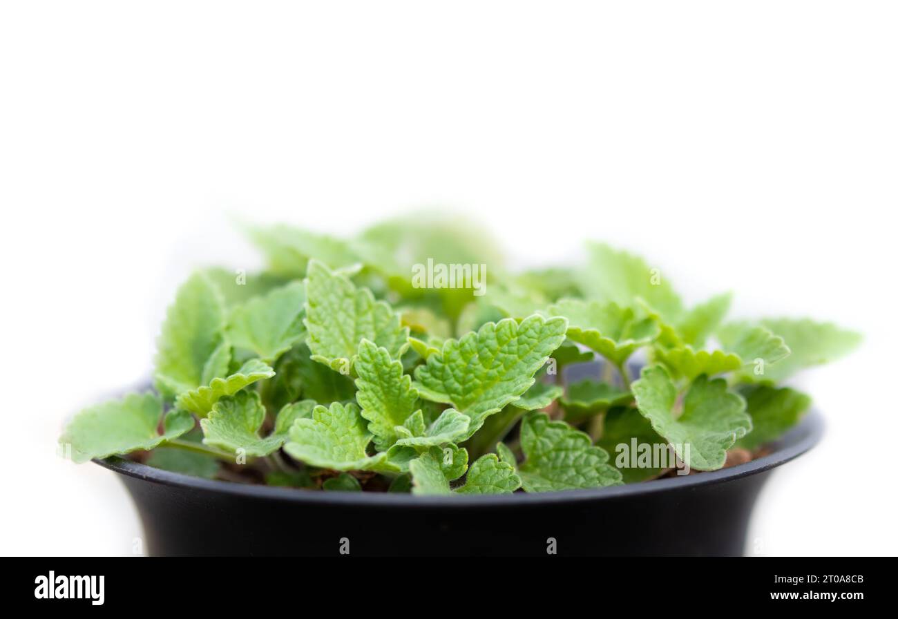 Catmint cutout hires stock photography and images Alamy