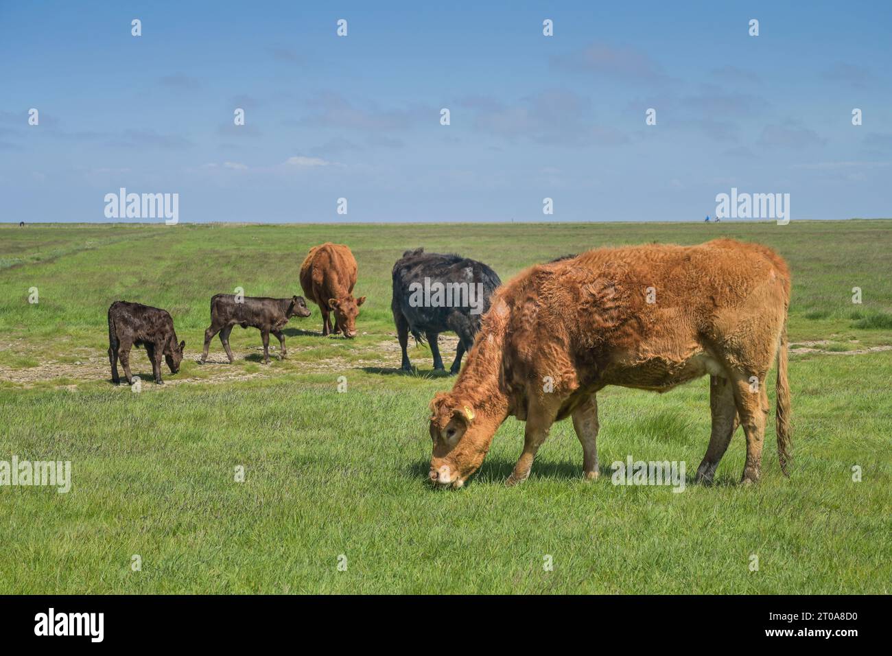 Rinder auf Weide nahe Achsum, Sylt, Schleswig-Holstein, Deutschland Stock Photo