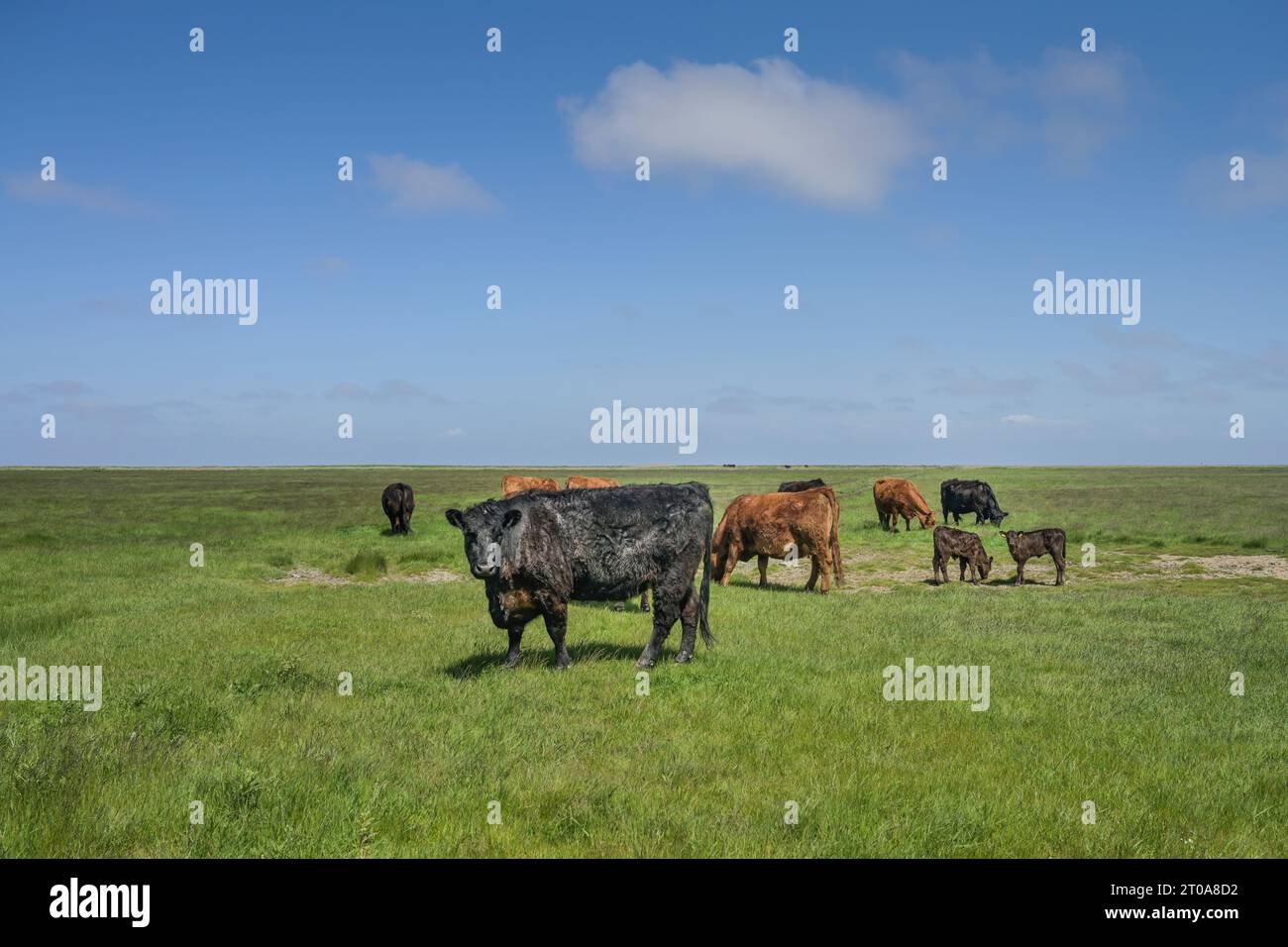 Rinder auf Weide nahe Achsum, Sylt, Schleswig-Holstein, Deutschland Stock Photo