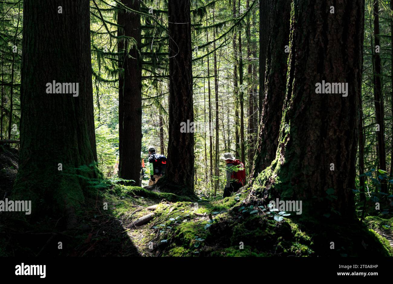 Back view of hikers in the forest on a sunny day in North Vancouver, BC, Canada. Beautiful backlit forest landscape scenery. Rainforest scenery with b Stock Photo