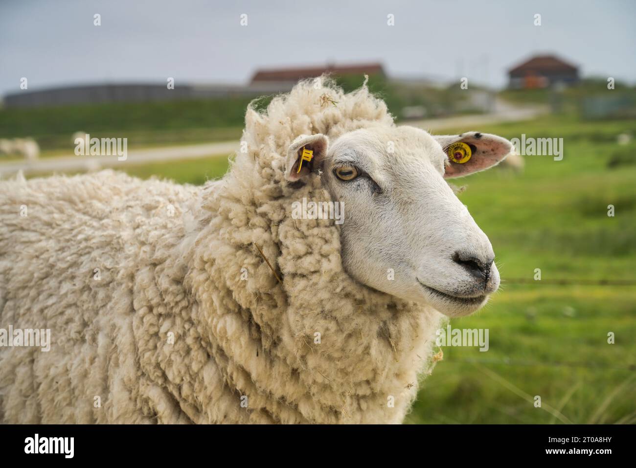 Schaf, Wiese nahe Weststrand, List, Sylt, Schleswig-Holstein, Deutschland Stock Photo