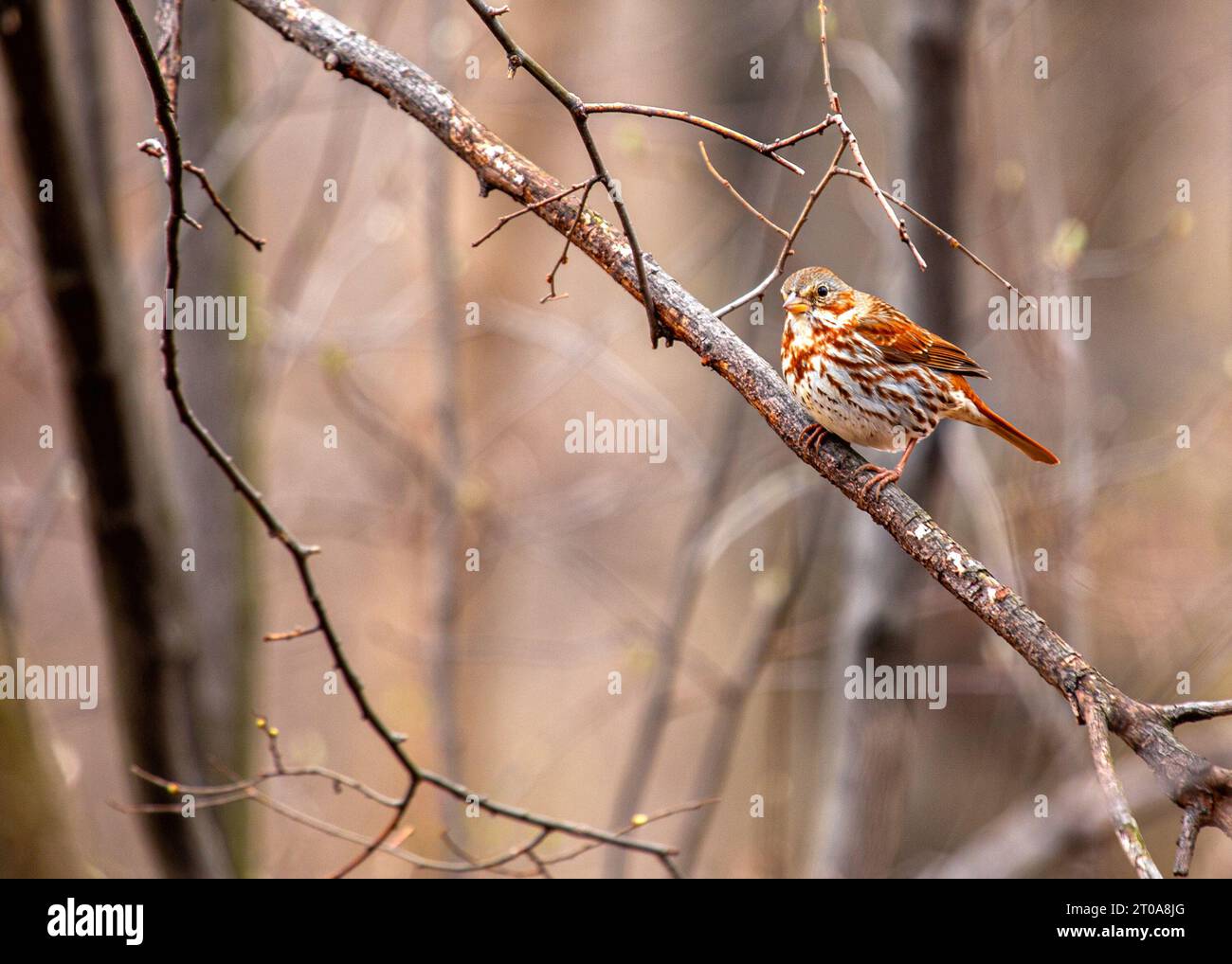 The charming Fox Sparrow, a North American songbird, boasts rusty plumage and a melodious voice. Stock Photo