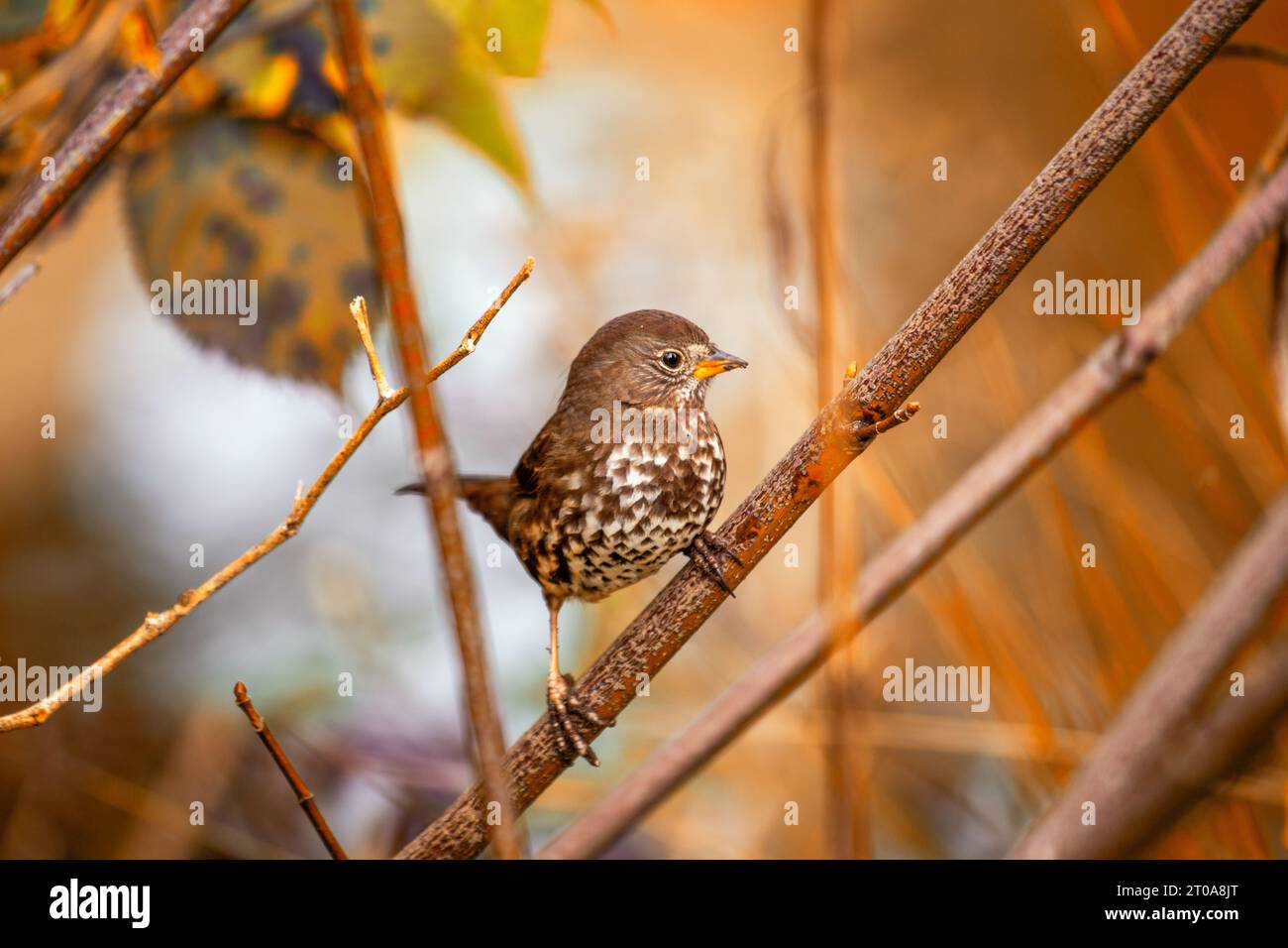 The charming Fox Sparrow, a North American songbird, boasts rusty plumage and a melodious voice. Stock Photo