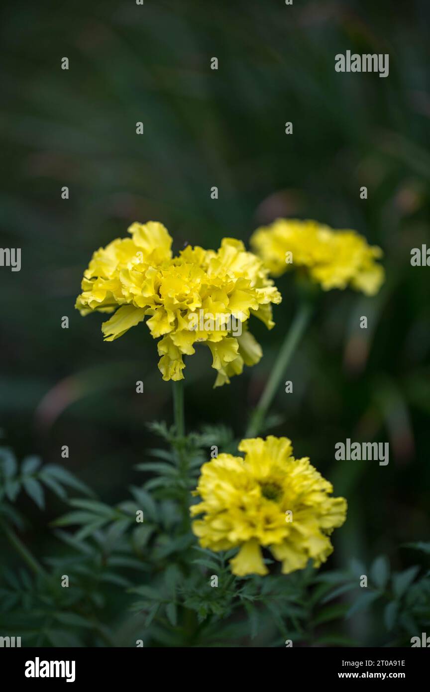 Large yellow flowers African marigold Crackerjack in garden Stock Photo