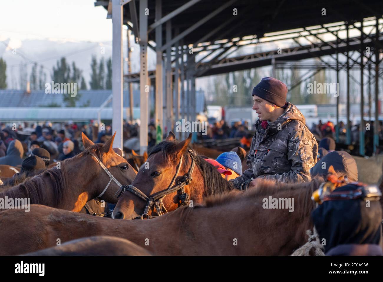 Weekly farm animals market in Karakol, Kyrgyzstan Stock Photo