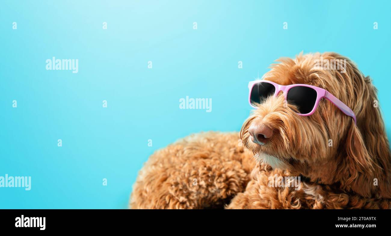 Fluffy dog with sunglasses on colored background. Cute female