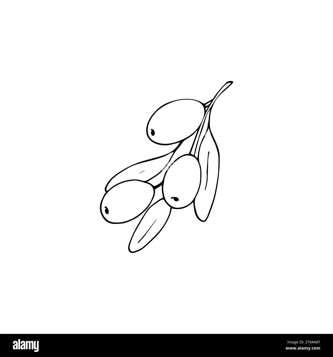 Handdrawn olive branch with leaves and fruits. isolated vector