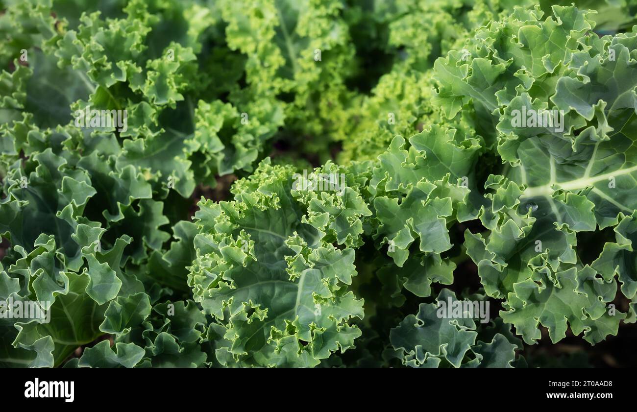 Curly kale plant in garden. Close up of mature kale rosette with wavy