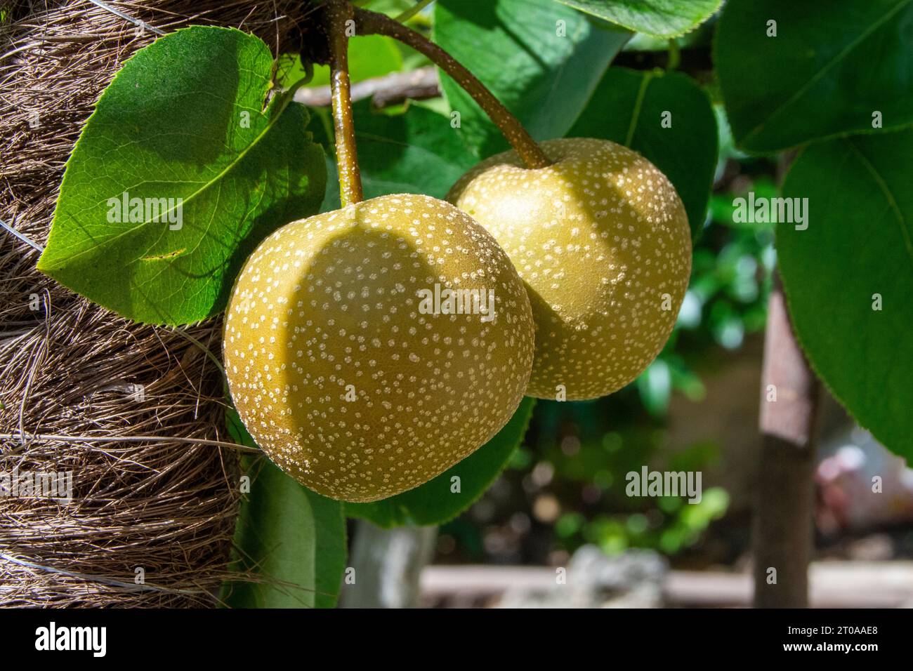 Nashi, fruta de oriente Stock Photo