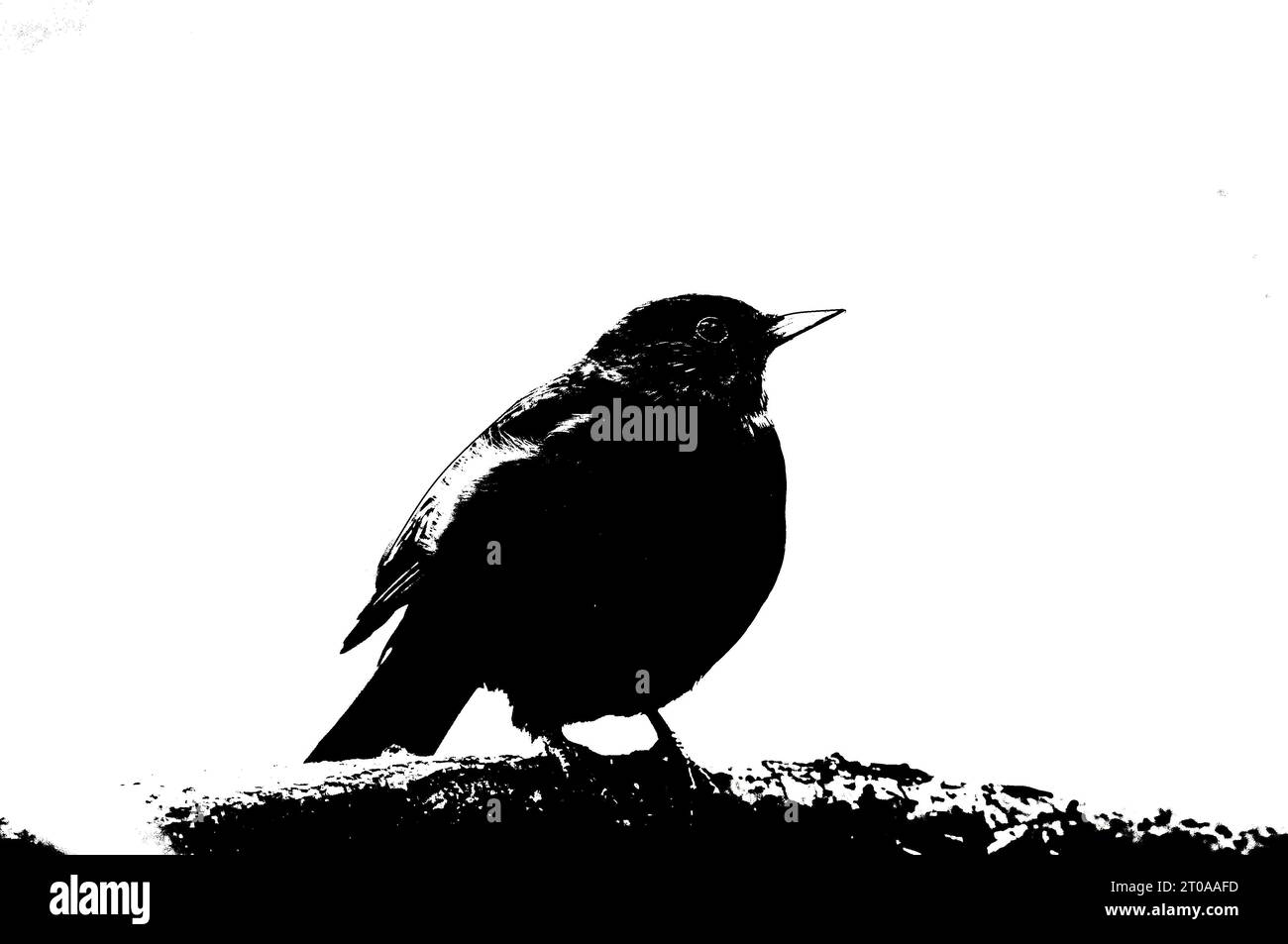 Black and white graffiti style illustration of song bird turdus merula
