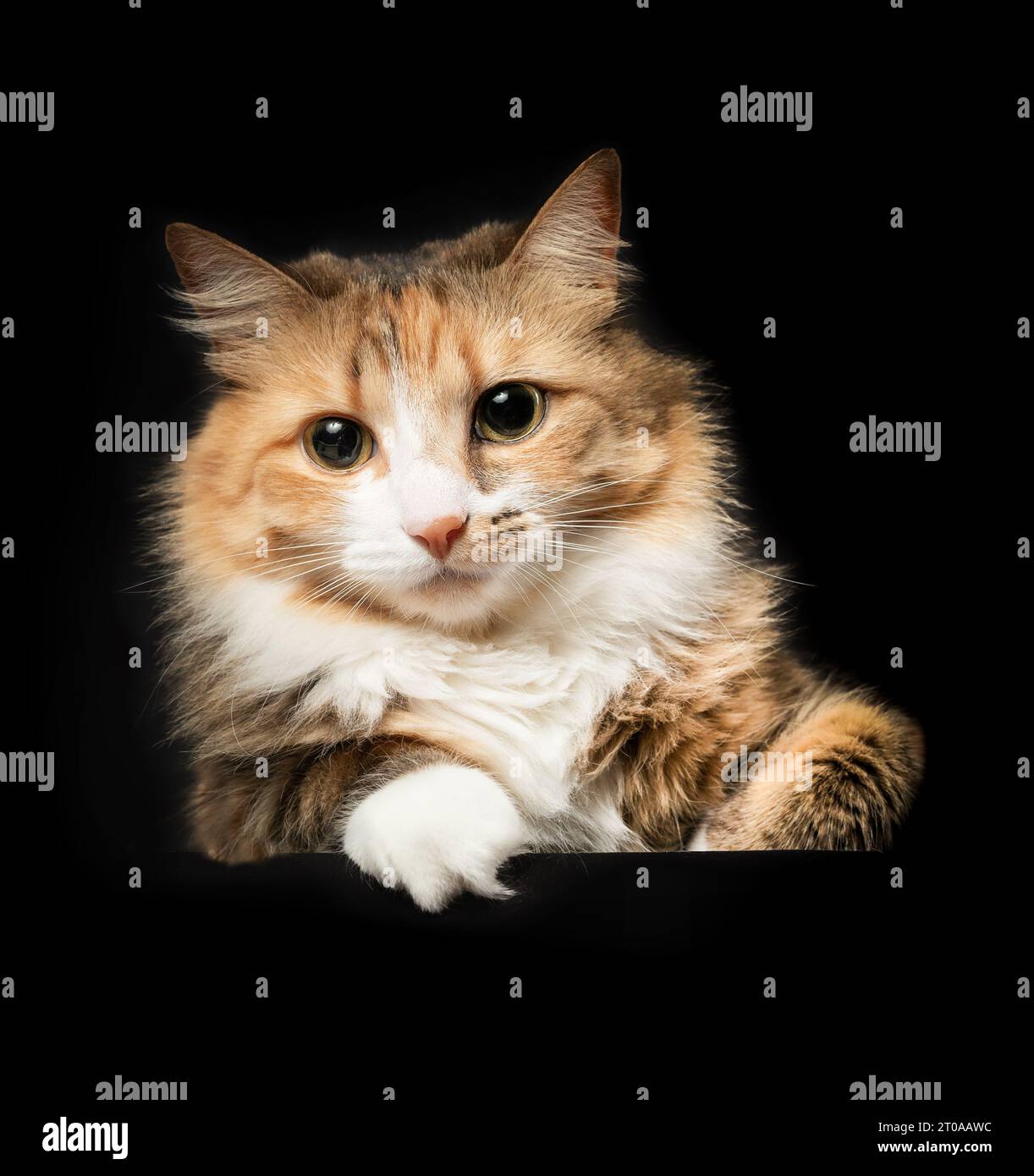 Fluffy cat lying on table while looking at camera. Cat on black background.  Cute long hair calico or torbie female kitty with striking asymmetric mar Stock Photo