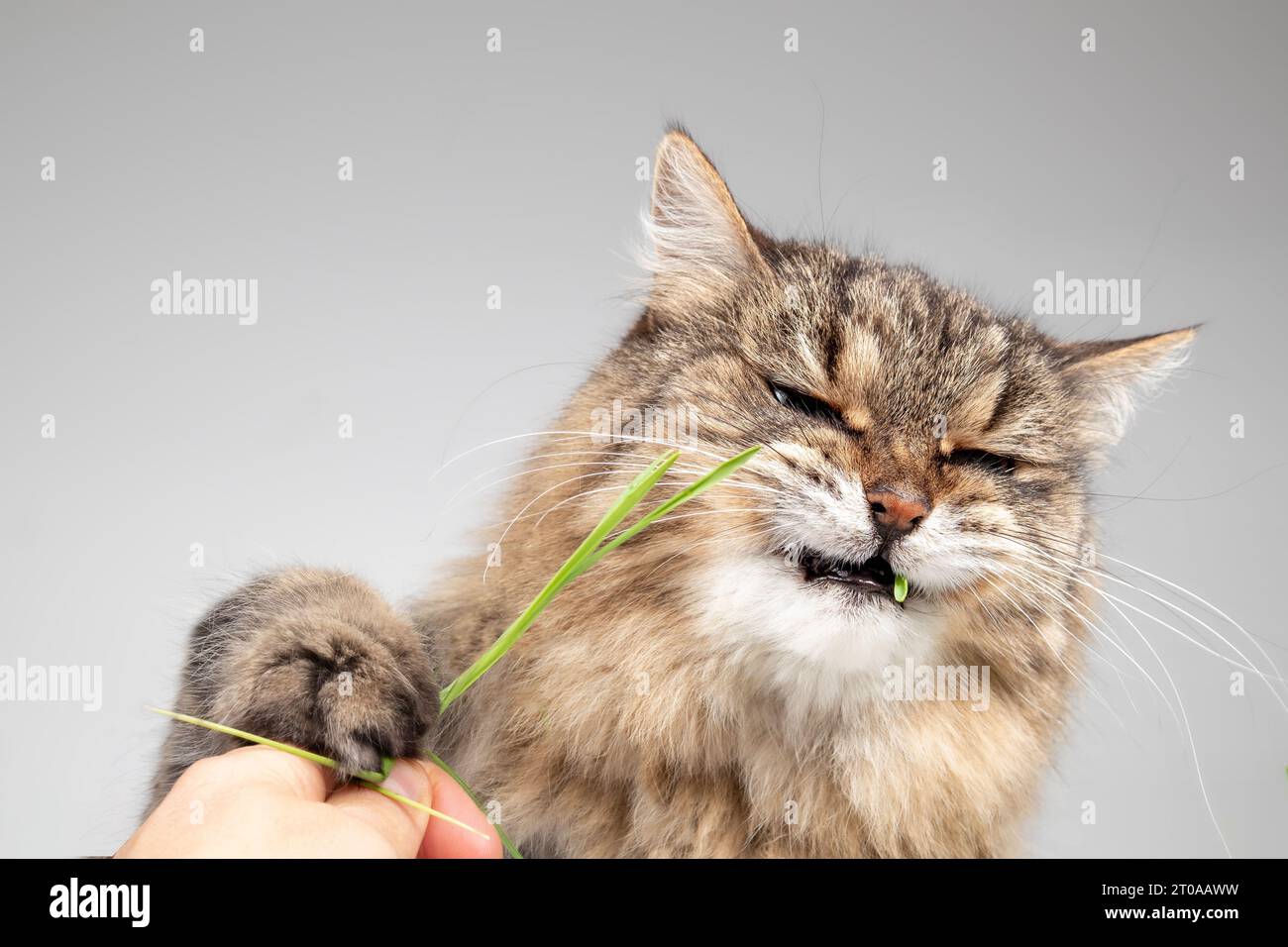 Cat with cat grass in mouth on gray background. Fluffy tabby cat
