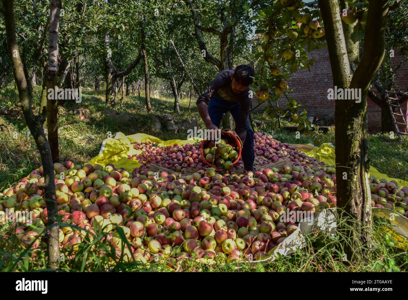 Srinagar, India. 05th Oct, 2023. A farmer collects fresh apples in an orchard during harvesting