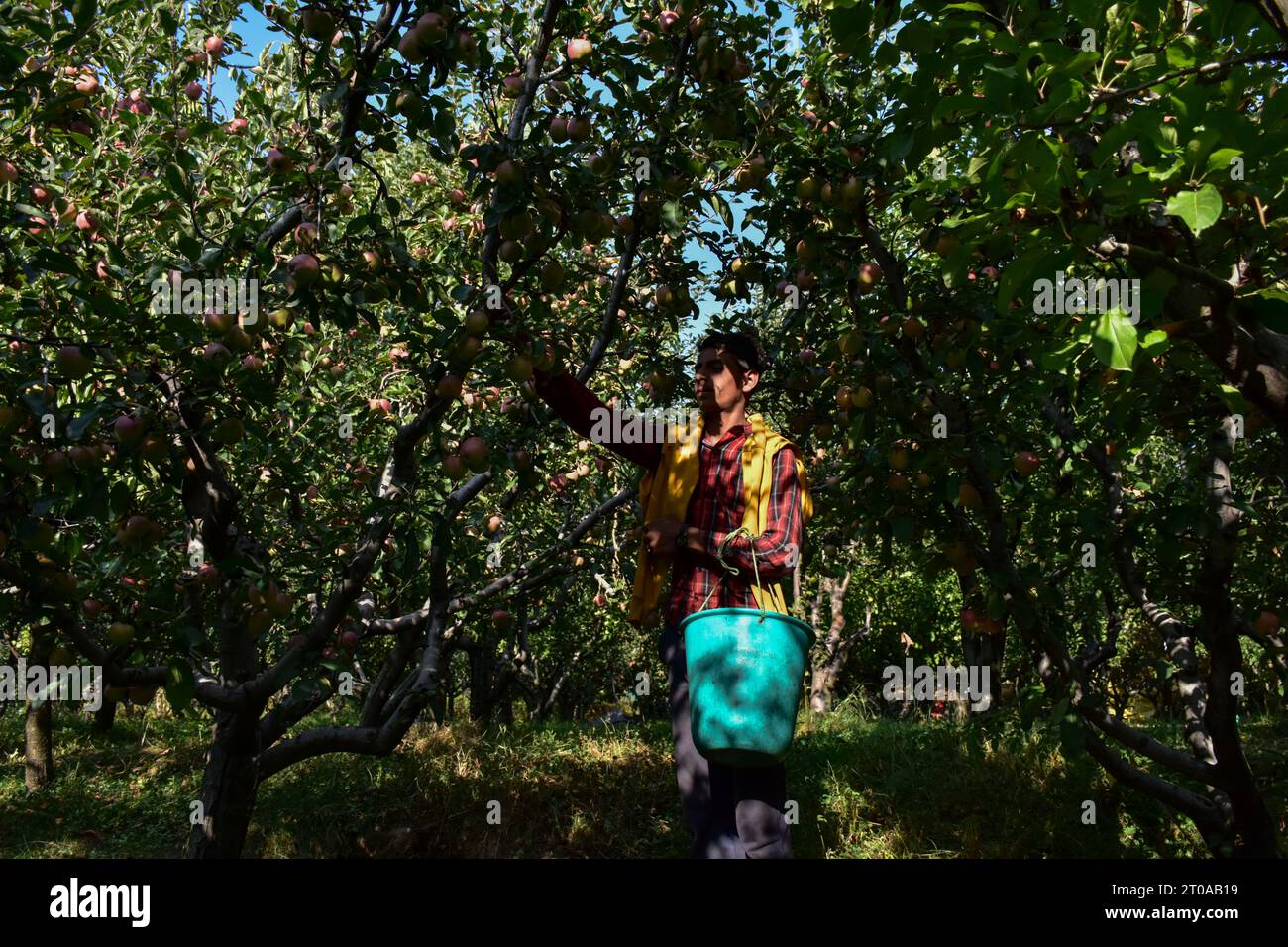 Srinagar, India. 05th Oct, 2023. A farmer collects fresh apples in an orchard during harvesting