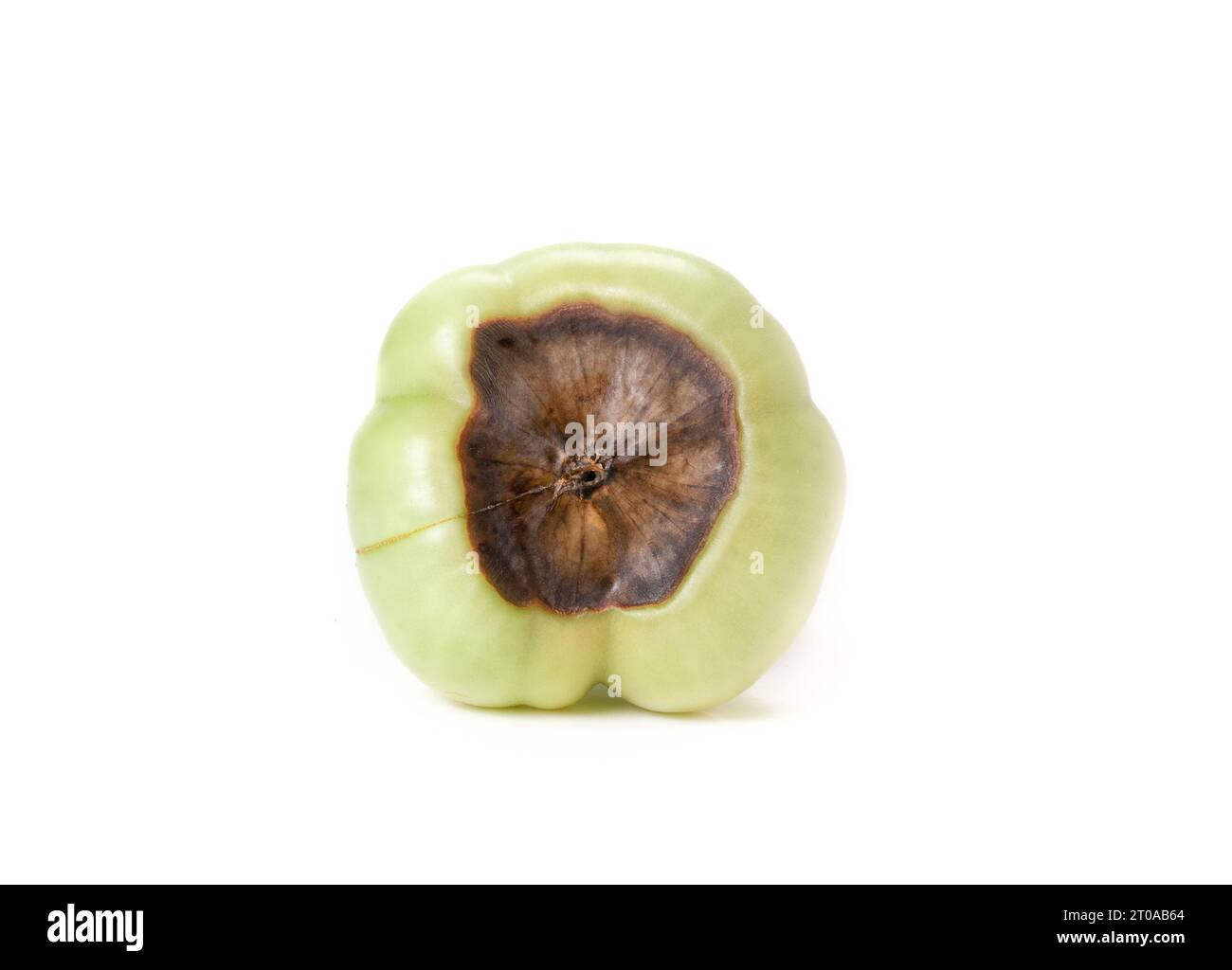 Roadster tomato with blossom end rot. Bottom view or unripe green tomato fruit with dark brown large spot or decay from a calcium deficiency. Non-fung Stock Photo