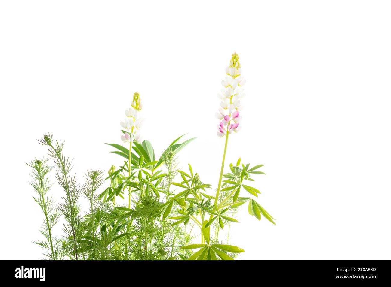 Isolated wildflowers with copy space. Beautiful set of wild flowers with flowering Lupinus elegans Pink Fairy and Rocket Larkspur flower buds. Humming Stock Photo