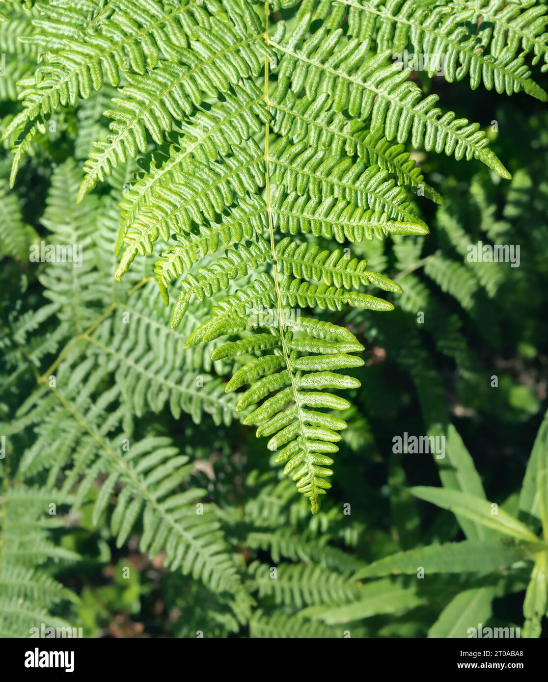 Bracken fern growing. Top view of large fern fronds with defocused foliage. Nature forest background texture. Grows very tall in forests, meadows and Stock Photo