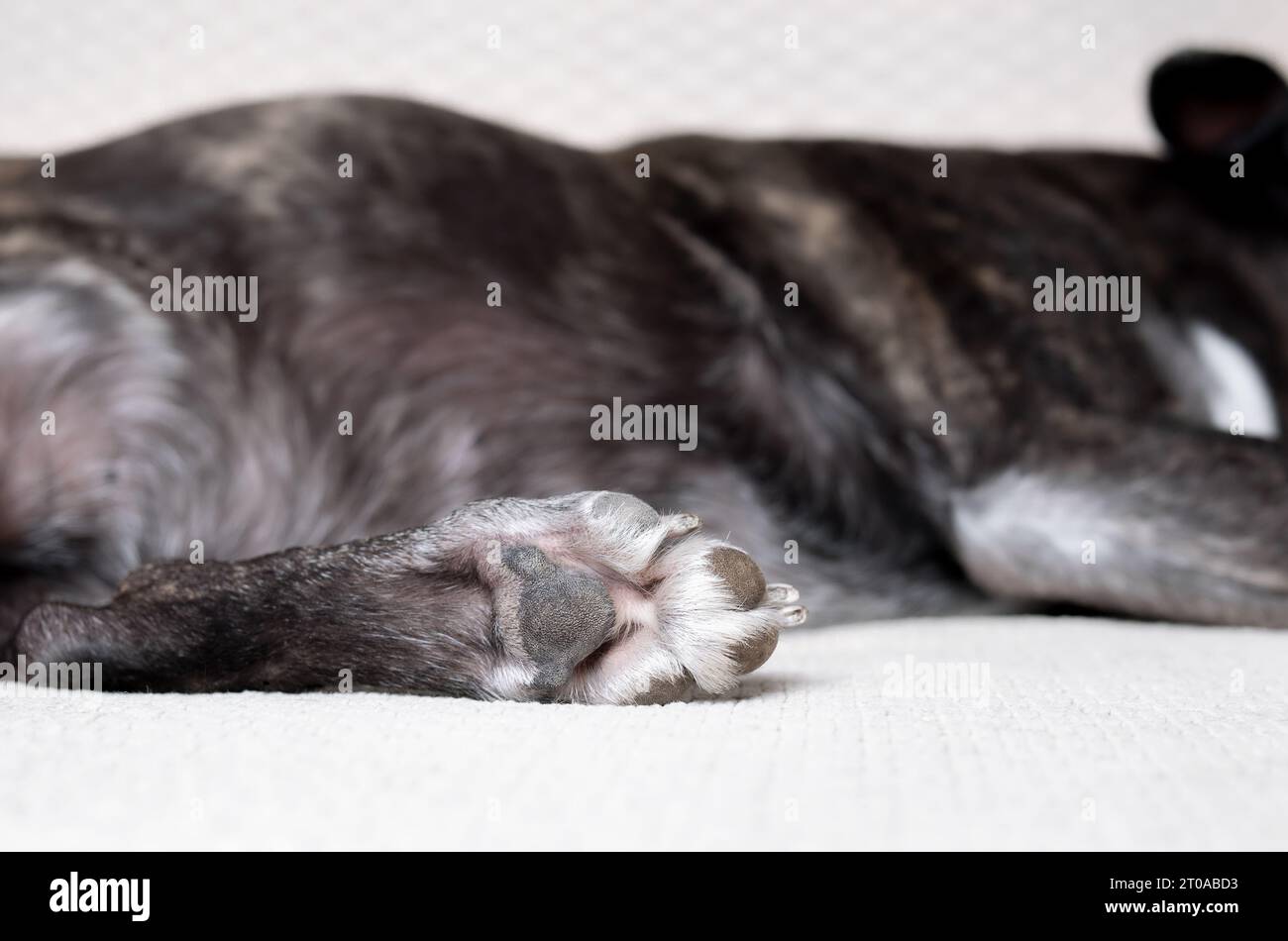 Dog paw backside. Close up of rough dog paw pads and claws. Small black