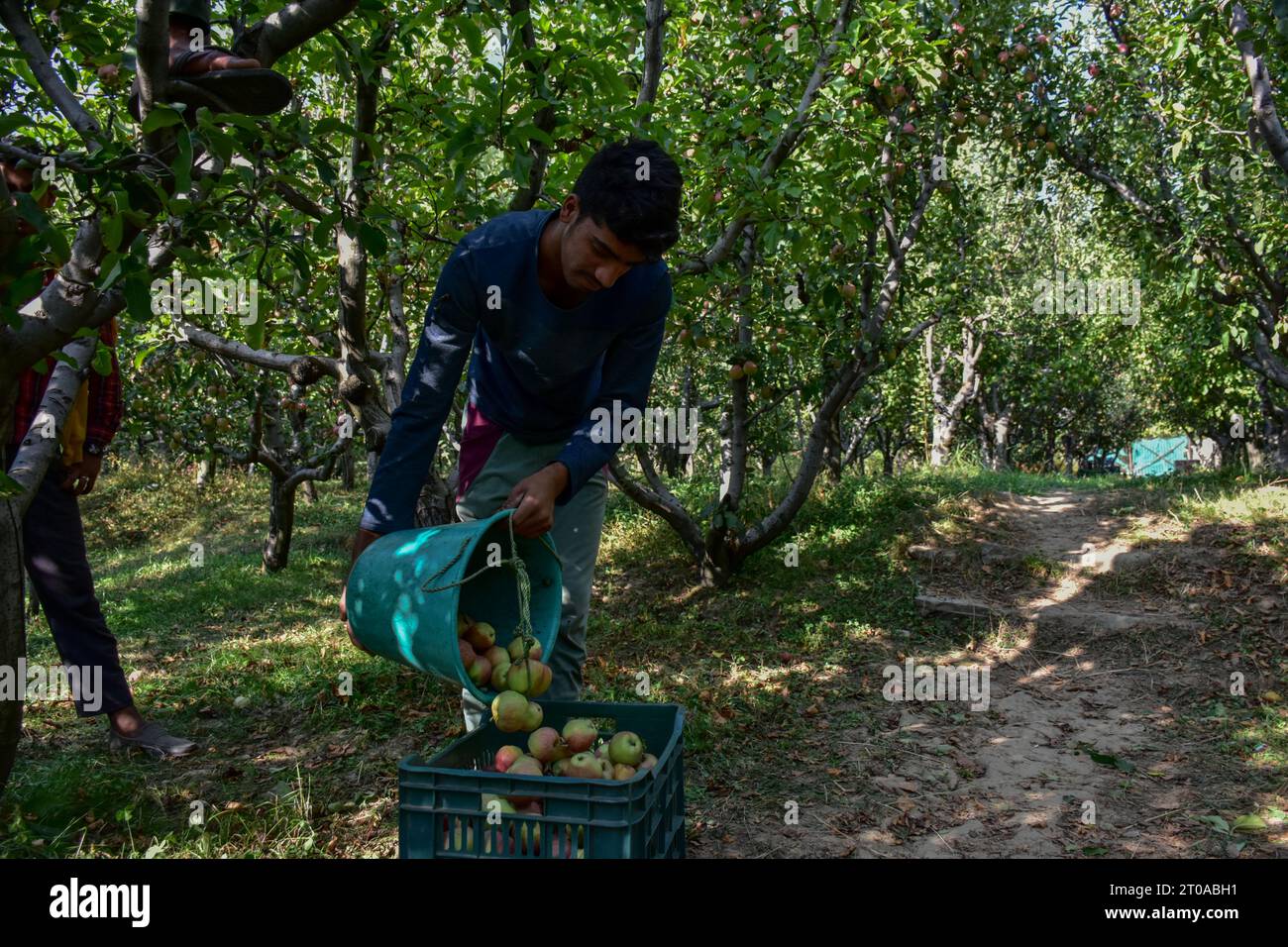 Srinagar, India. 05th Oct, 2023. A farmer collects fresh apples in an