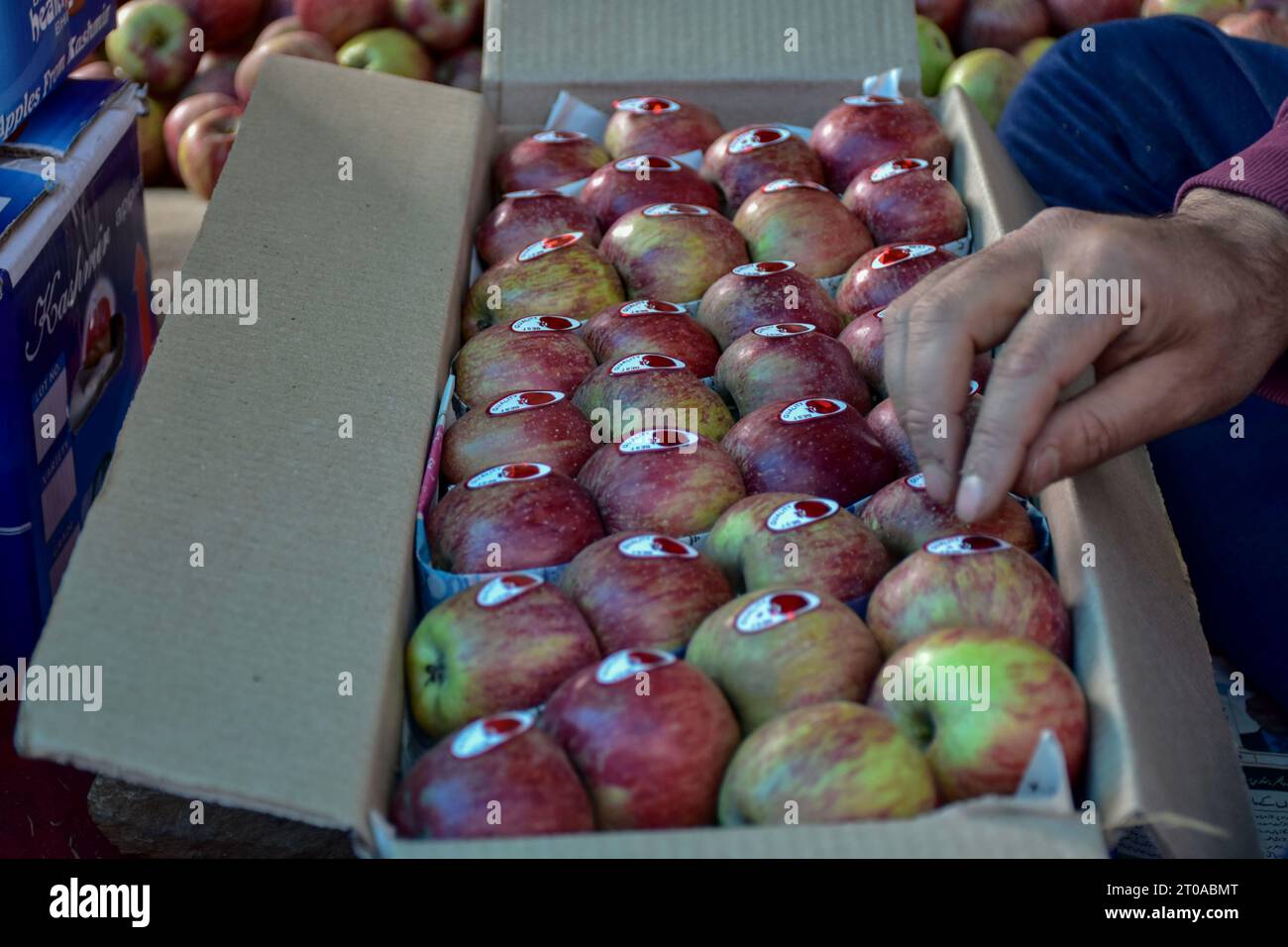 Srinagar, India. 05th Oct, 2023. A farmer packs fresh apples at an orchard during harvesting