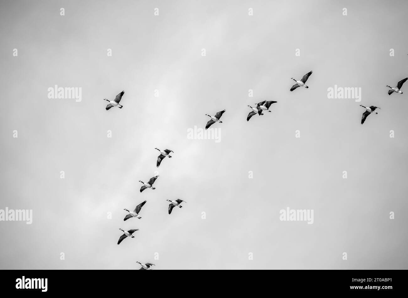 flock of canada geese in black and white flying Stock Photo