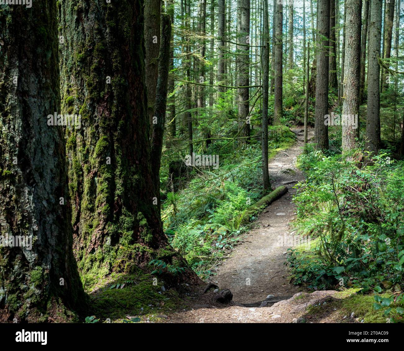 Narrow hiking trail or footpath in forest. Lush green pacific northwest rainforest scenery in summer with tall trees and bushes. Hiking or biking trai Stock Photo