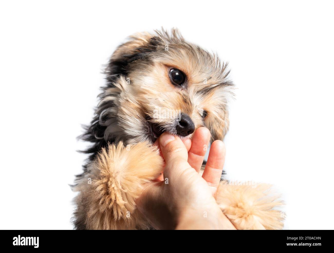 Fluffy puppy biting or gnawing finger of person trying to get kibbles