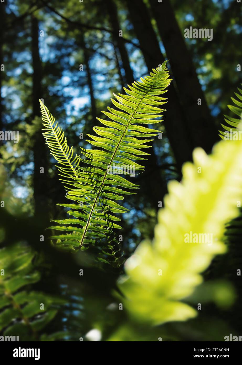 Stunning fern backlit in forest with heavy lights and shadows. Magical forest understory background texture. Bright green fern leaves in the rainfores Stock Photo