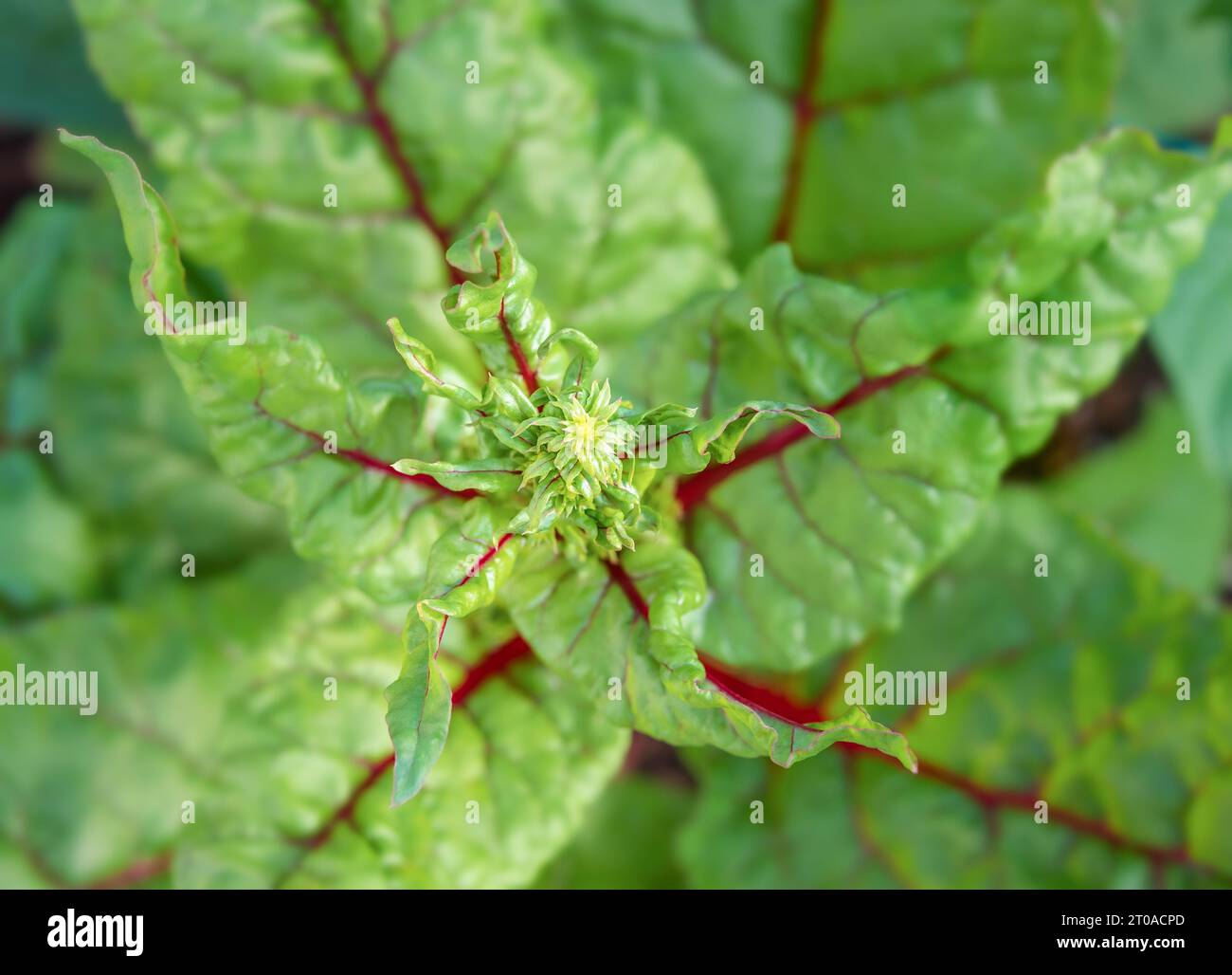 Swiss chard bolting, close up. Top view of Ruby Red Swiss Chard plant with early flower buds forming from heat of drought. Known as stem chard, spinac Stock Photo