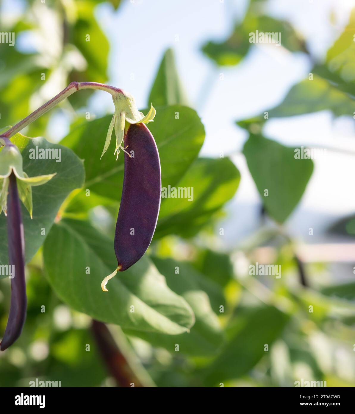 Purple pea pod on branch, ready for harvest. Close up of Purple Mist Snow Pea heirloom plant growing in roof top garden. Urban self-sufficient small s Stock Photo
