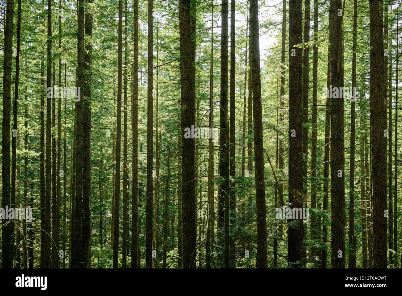 Many trees in forest on a sunny summer day. Forest background. Bright green evergreen trees in the rainforest of North Vancouver, BC, Canada. Stock Photo