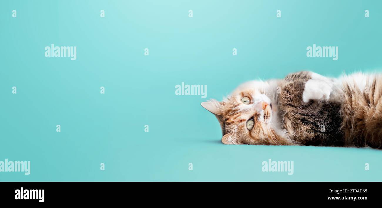 Cute cat lying on back with paws up on colored background. Relaxed and happy indoor cat with paws in the air. Fluffy long hair female kitty. Torbie or Stock Photo