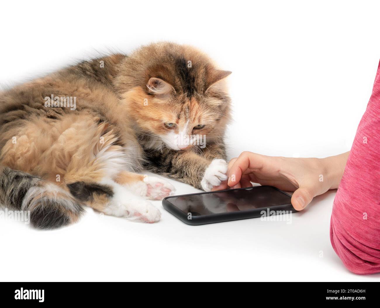 Fluffy cat using smartphone with owner. Kitty with paw on hand of woman while lying behind phone on a table. Phone with black screen. Pets using techn Stock Photo
