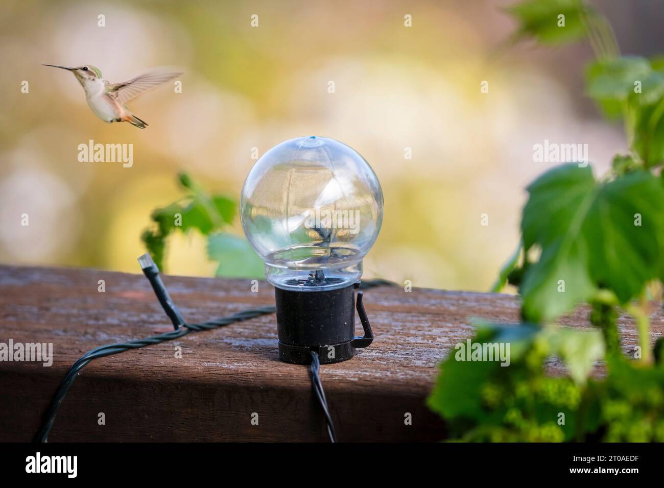 Photograph of a small bird flying near ornamental light globe on the ...