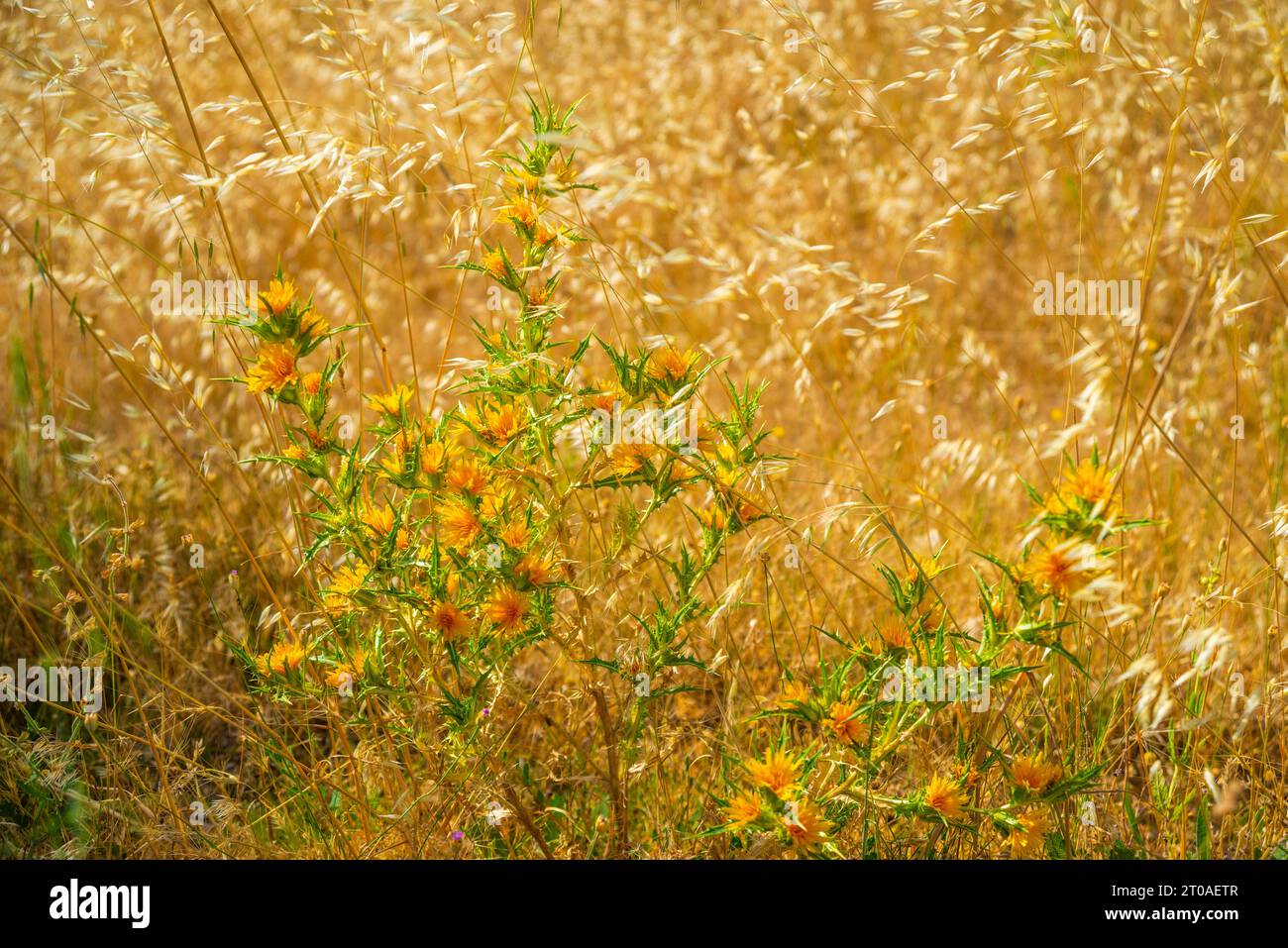 Yellow thistle flowers among ears. Stock Photo