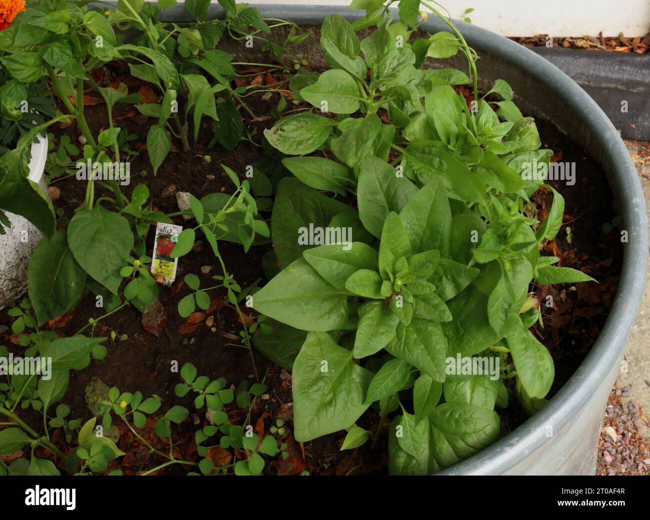 Spinach and Red Bell Pepper plant growing in a vegetable garden in a horse trough Stock Photo