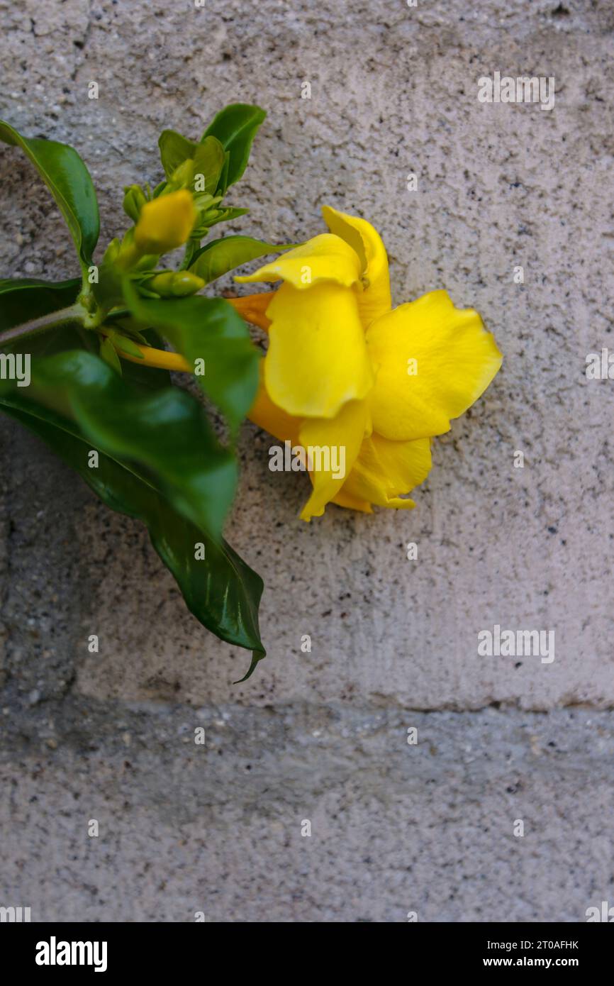 Yellow flower, grey wall Stock Photo