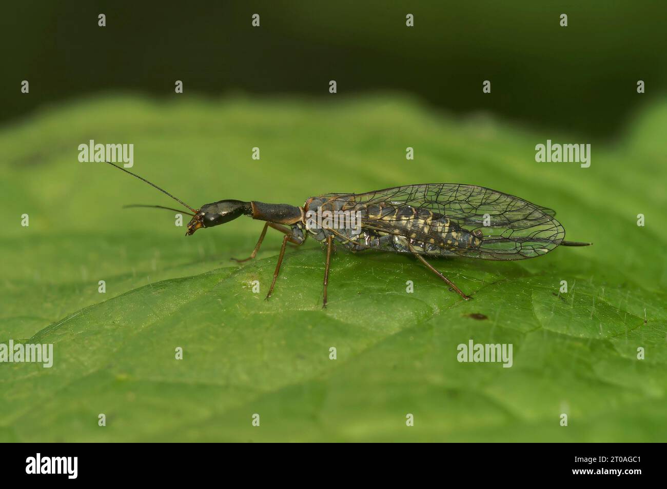 Natural closeup on a bizarre looking snake fly, Subilla confinis, sitting on a green leaf Stock Photo